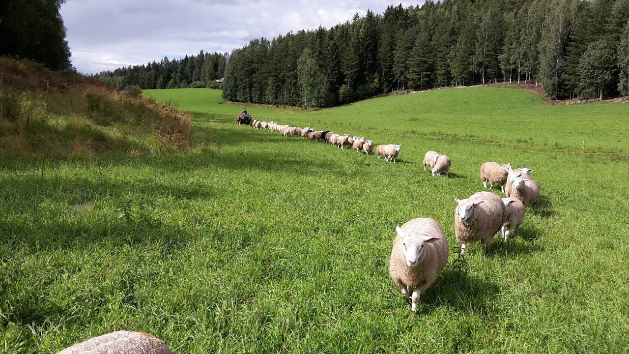 lampaita-niityllä