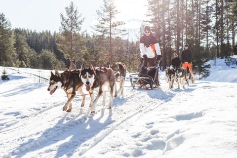 mcahon safarit husky safari talvella himos jämsässä