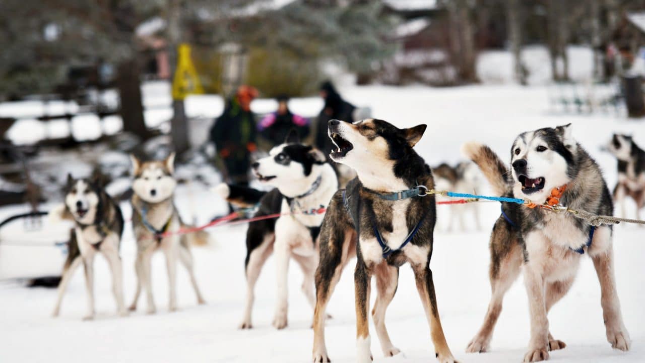 Kievari Rantapirtti huskysafari