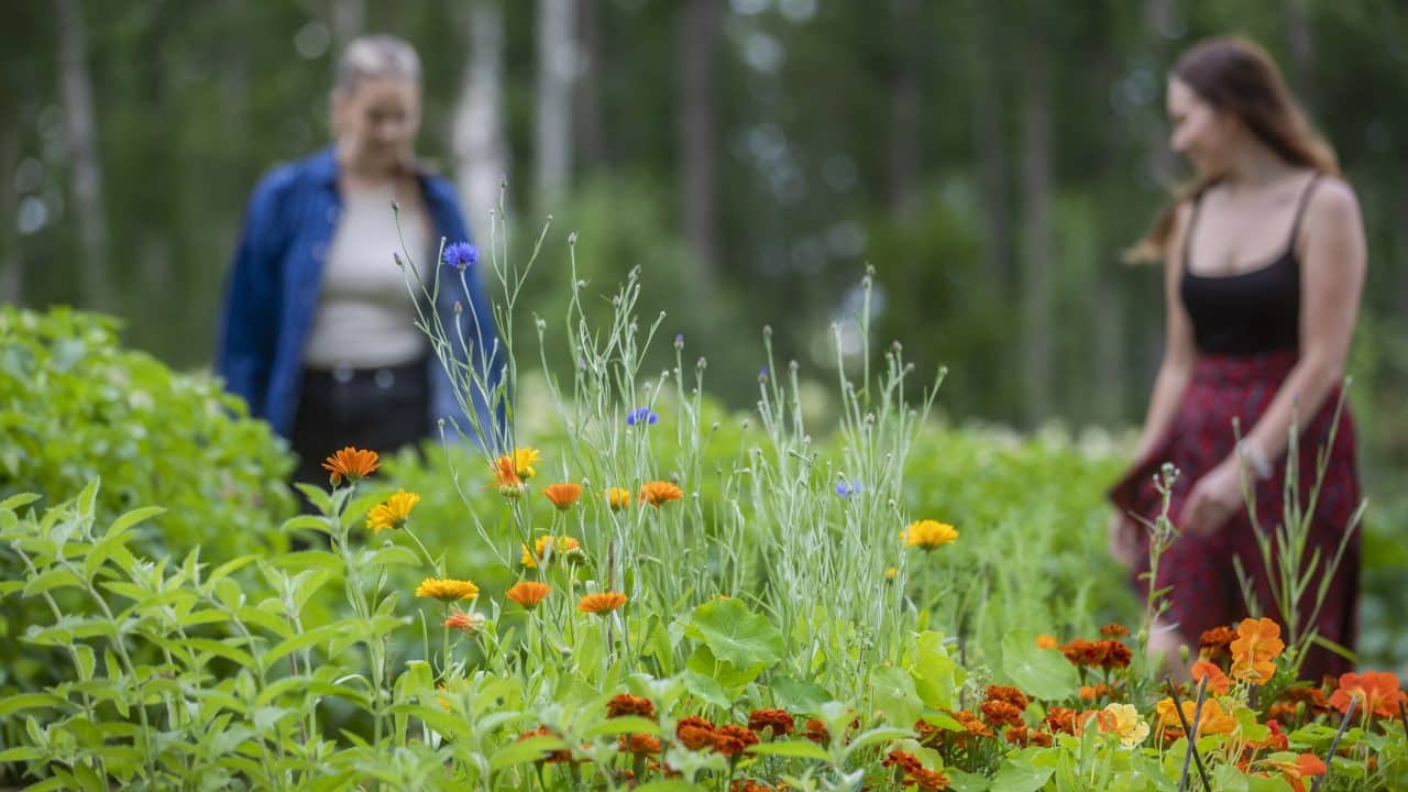 Tyttöjä Apteekkarin yrttimaalla