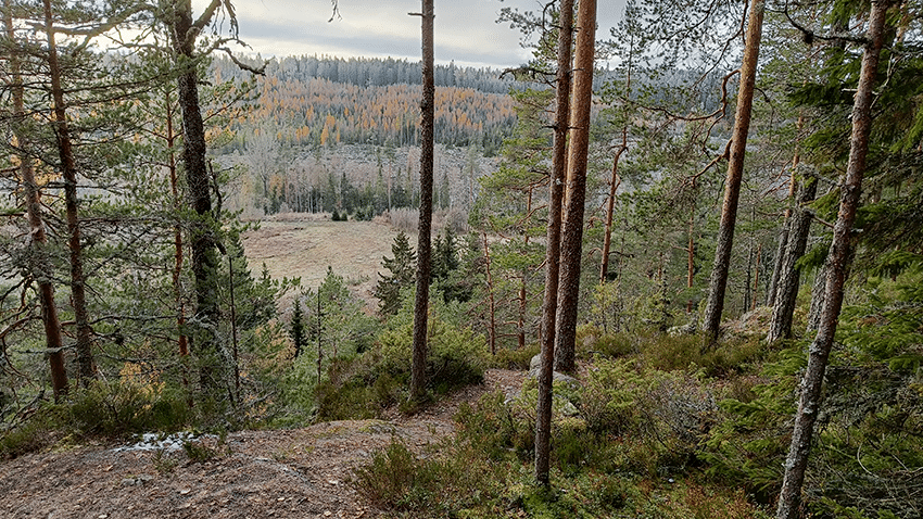 Rotkovuori